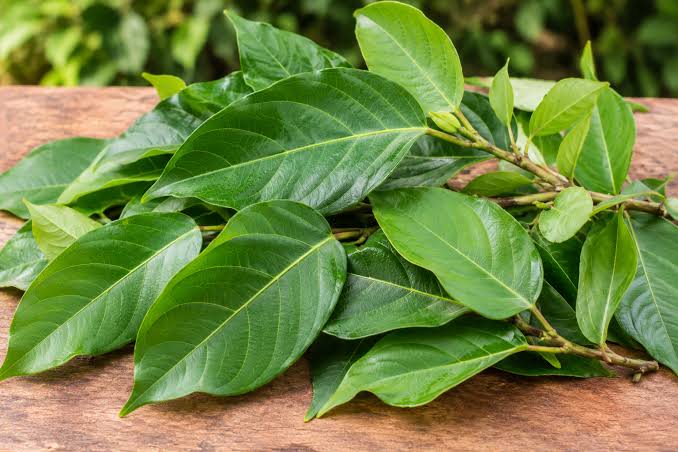 lá sung trị tiêu chảy cho heo con